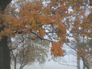 img_6421